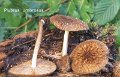 Pluteus umbrosus-amf1500-1